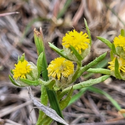 Triptilodiscus pygmaeus (Annual Daisy) at Bruce, ACT - 8 Nov 2023 by trevorpreston