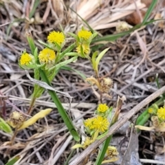 Triptilodiscus pygmaeus at Bruce Ridge to Gossan Hill - 8 Nov 2023