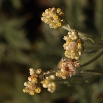 Pseudognaphalium luteoalbum (Jersey Cudweed) at Blue Gum Point to Attunga Bay - 3 Nov 2023 by ConBoekel