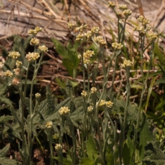 Pseudognaphalium luteoalbum at Lake Burley Griffin West - 3 Nov 2023