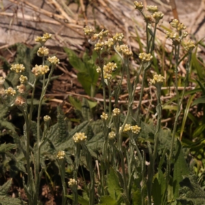 Pseudognaphalium luteoalbum at Lake Burley Griffin West - 3 Nov 2023