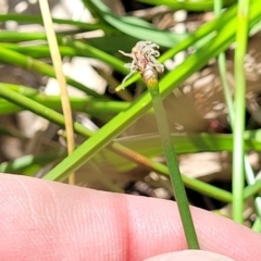 Eleocharis acuta (Common Spike-rush) at Flea Bog Flat, Bruce - 8 Nov 2023 by trevorpreston