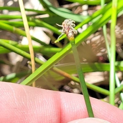 Eleocharis acuta (Common Spike-rush) at Bruce Ridge to Gossan Hill - 8 Nov 2023 by trevorpreston