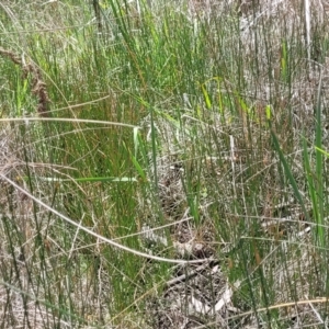 Eleocharis acuta at Flea Bog Flat, Bruce - 8 Nov 2023