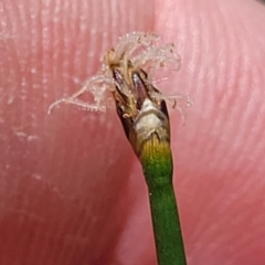 Eleocharis acuta at Flea Bog Flat, Bruce - 8 Nov 2023