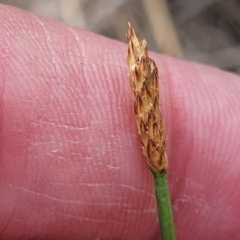 Eleocharis acuta at Flea Bog Flat, Bruce - 8 Nov 2023