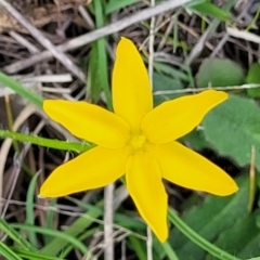 Hypoxis hygrometrica (Golden Weather-grass) at Bruce Ridge to Gossan Hill - 8 Nov 2023 by trevorpreston