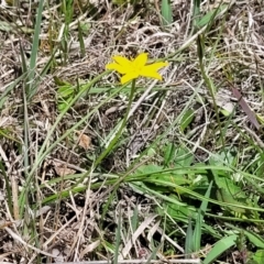 Hypoxis hygrometrica at Bruce Ridge to Gossan Hill - 8 Nov 2023