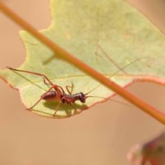 Torbia viridissima (Gum Leaf Katydid) at Yarralumla, ACT - 3 Nov 2023 by ConBoekel