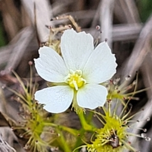 Drosera gunniana at Bruce Ridge to Gossan Hill - 8 Nov 2023 01:04 PM