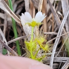 Drosera gunniana at Bruce Ridge to Gossan Hill - 8 Nov 2023 01:04 PM