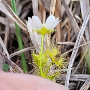 Drosera gunniana at Bruce Ridge to Gossan Hill - 8 Nov 2023 01:04 PM