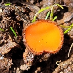 Scutellinia sp. (Scutellinia) at Bruce, ACT - 8 Nov 2023 by trevorpreston