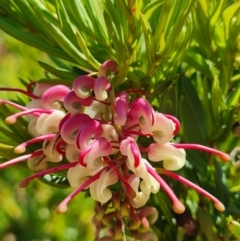 Grevillea iaspicula (Wee Jasper Grevillea) at Nicholls, ACT - 6 Nov 2023 by WalkYonder