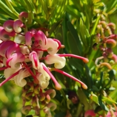 Grevillea iaspicula at Nicholls, ACT - suppressed