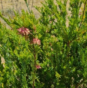 Grevillea iaspicula at Nicholls, ACT - suppressed