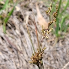 Juncus subsecundus (Finger Rush) at Flea Bog Flat, Bruce - 8 Nov 2023 by trevorpreston