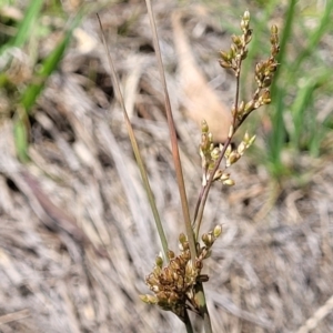 Juncus subsecundus at Flea Bog Flat, Bruce - 8 Nov 2023 01:02 PM