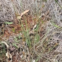 Juncus subsecundus at Flea Bog Flat, Bruce - 8 Nov 2023 01:02 PM