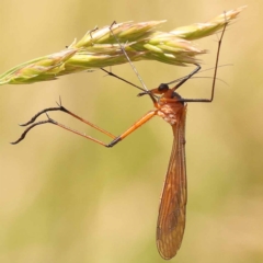 Harpobittacus australis (Hangingfly) at Yarralumla, ACT - 3 Nov 2023 by ConBoekel