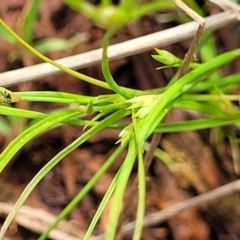Juncus (genus) (A Rush) at Flea Bog Flat, Bruce - 8 Nov 2023 by trevorpreston