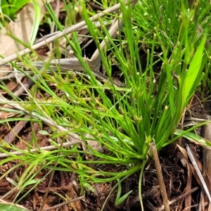 Juncus sp. at Flea Bog Flat, Bruce - 8 Nov 2023