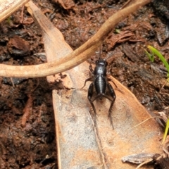 Bobilla sp. (genus) (A Small field cricket) at Flea Bog Flat, Bruce - 8 Nov 2023 by trevorpreston