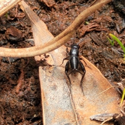 Bobilla sp. (genus) (A Small field cricket) at Bruce, ACT - 8 Nov 2023 by trevorpreston