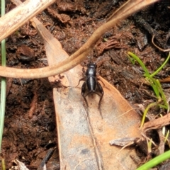 Bobilla sp. (genus) at Bruce Ridge to Gossan Hill - 8 Nov 2023