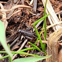 Bobilla sp. (genus) at Bruce Ridge to Gossan Hill - 8 Nov 2023 12:58 PM