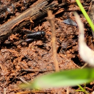 Bobilla sp. (genus) at Bruce Ridge to Gossan Hill - 8 Nov 2023 12:58 PM