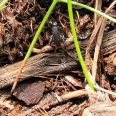 Bobilla sp. (genus) at Bruce Ridge to Gossan Hill - 8 Nov 2023