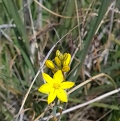 Bulbine bulbosa (Golden Lily, Bulbine Lily) at Nicholls, ACT - 6 Nov 2023 by WalkYonder