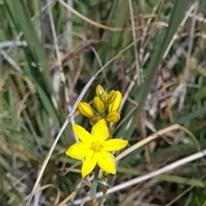 Bulbine bulbosa at Nicholls, ACT - 6 Nov 2023 11:30 AM