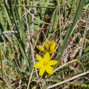 Bulbine bulbosa at Nicholls, ACT - 6 Nov 2023 11:30 AM