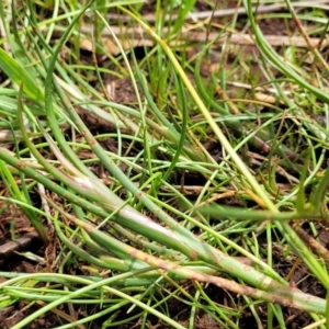 Juncus sp. at Flea Bog Flat, Bruce - 8 Nov 2023 12:59 PM