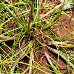 Juncus sp. at Flea Bog Flat, Bruce - 8 Nov 2023 12:59 PM