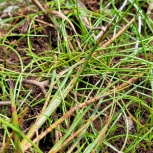 Juncus sp. at Flea Bog Flat, Bruce - 8 Nov 2023 12:59 PM