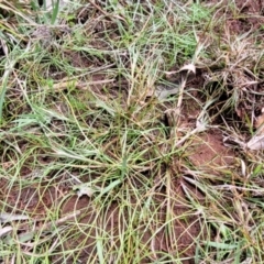 Juncus sp. at Flea Bog Flat, Bruce - 8 Nov 2023 12:59 PM