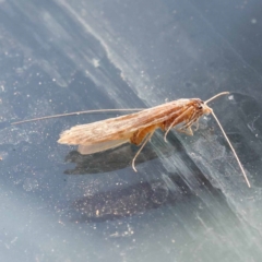 Unverified Moth (Lepidoptera) at Blue Gum Point to Attunga Bay - 3 Nov 2023 by ConBoekel
