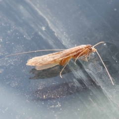 Unidentified Moth (Lepidoptera) at Yarralumla, ACT - 3 Nov 2023 by ConBoekel