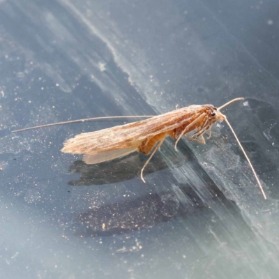 Unverified Moth (Lepidoptera) at Blue Gum Point to Attunga Bay - 3 Nov 2023 by ConBoekel