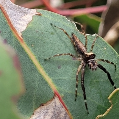 Helpis minitabunda (Threatening jumping spider) at Aranda, ACT - 8 Nov 2023 by trevorpreston