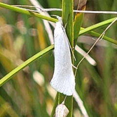 Zacorus carus (Wingia group moth) at Flea Bog Flat, Bruce - 8 Nov 2023 by trevorpreston