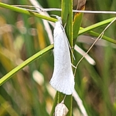 Zacorus carus (Wingia group moth) at Bruce Ridge to Gossan Hill - 8 Nov 2023 by trevorpreston