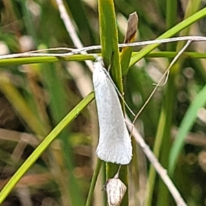 Zacorus carus at Flea Bog Flat, Bruce - 8 Nov 2023