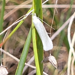 Zacorus carus at Flea Bog Flat, Bruce - 8 Nov 2023