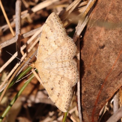 Scopula rubraria (Reddish Wave, Plantain Moth) at Yarralumla, ACT - 3 Nov 2023 by ConBoekel