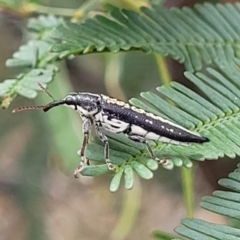 Rhinotia adelaidae (A belid weevil) at Flea Bog Flat, Bruce - 8 Nov 2023 by trevorpreston