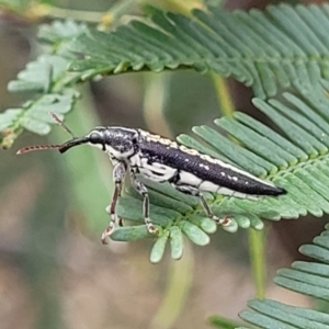 Rhinotia adelaidae at Bruce Ridge to Gossan Hill - 8 Nov 2023